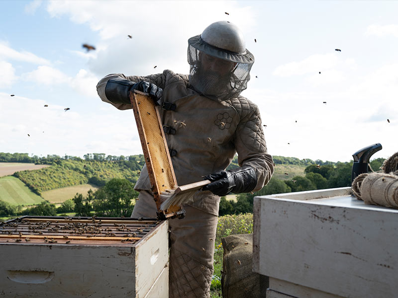 Película Beekeeper Sentencia de muerte (2024) Diamond Films